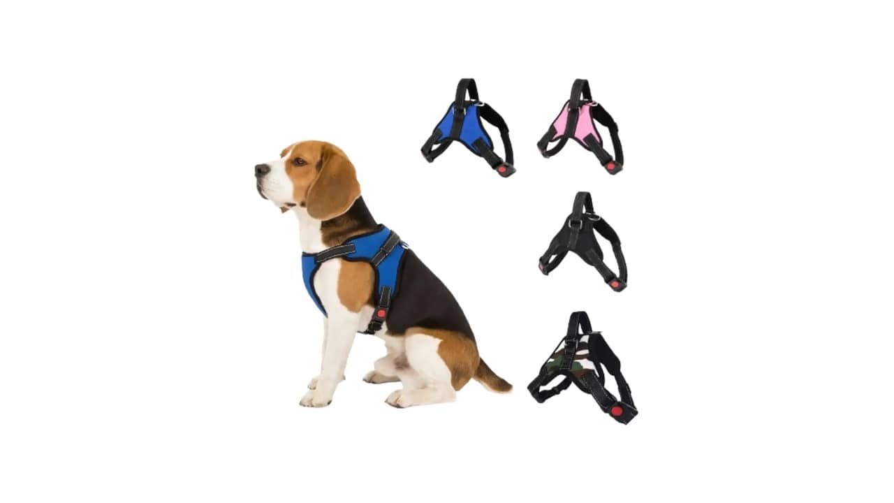 Melhor Coleira para Cachorro: Top 10 Opções Confortáveis e Seguras